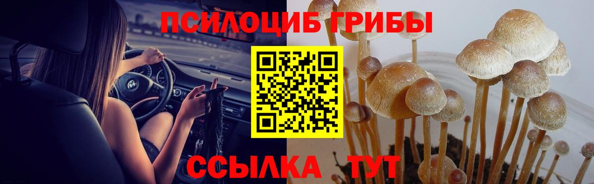 Галлюциногенные грибы Psilocybine cubensis Вязьма